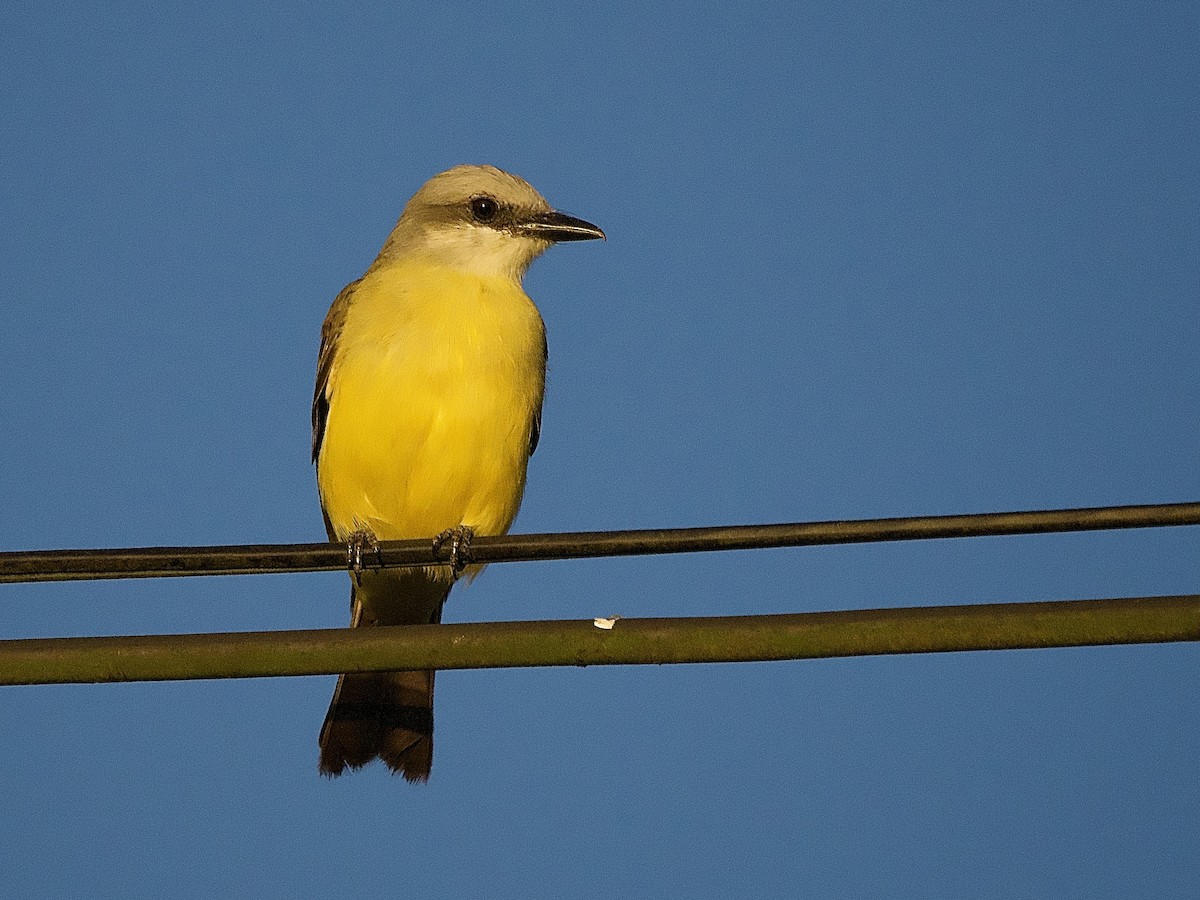 White-throated Kingbird - ML637264905