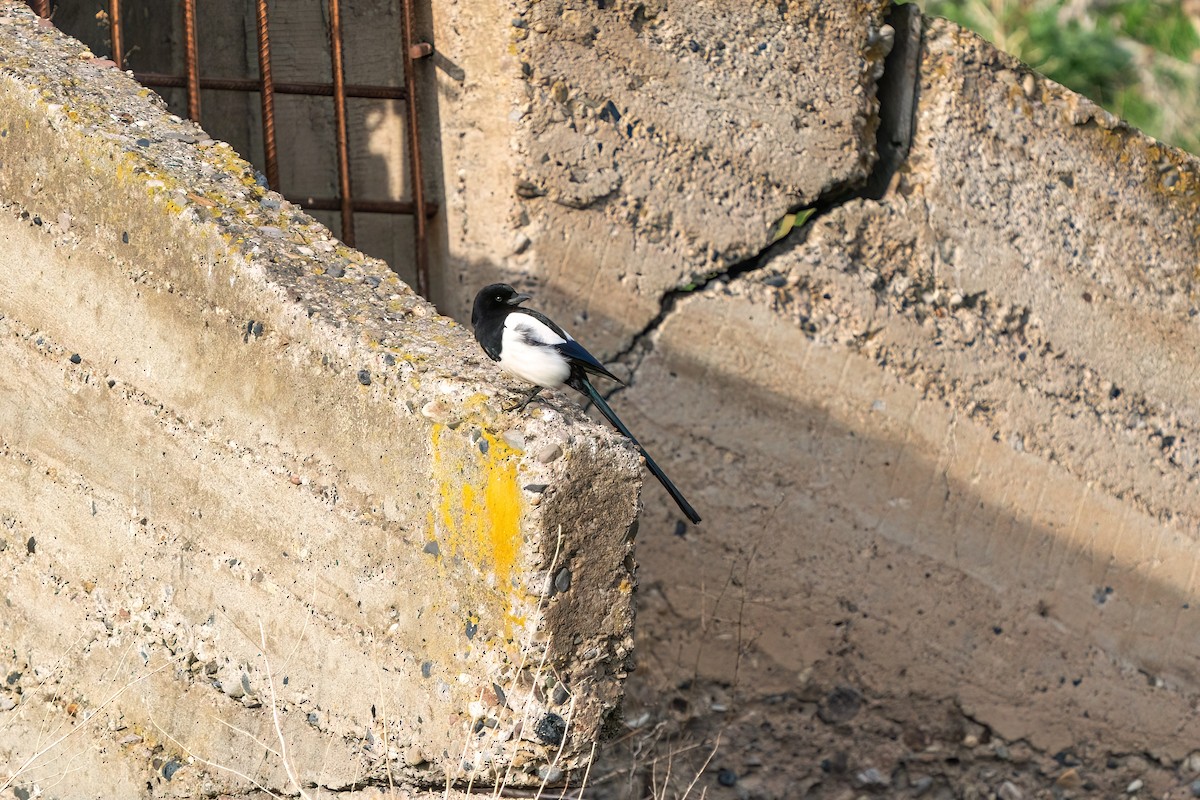 Eurasian Magpie - ML637264944