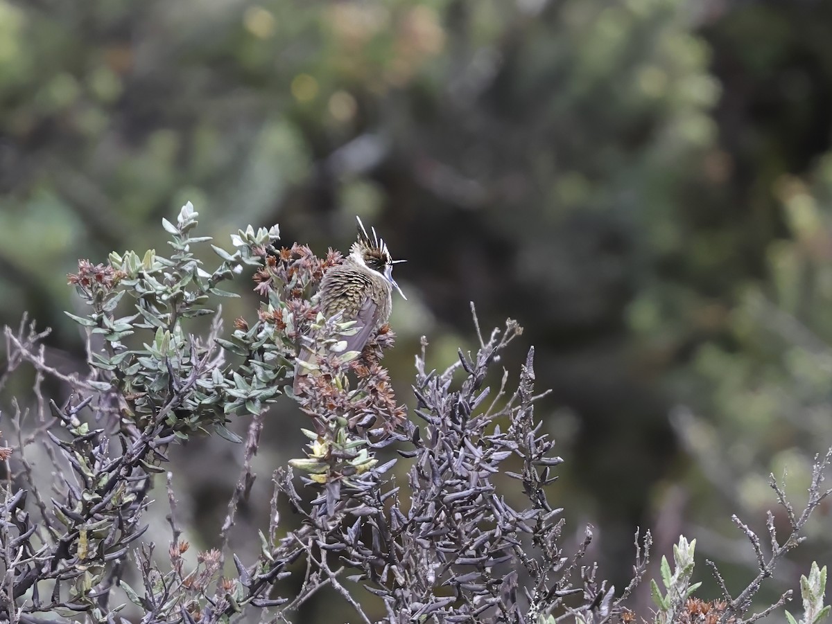 Green-bearded Helmetcrest - ML637265022