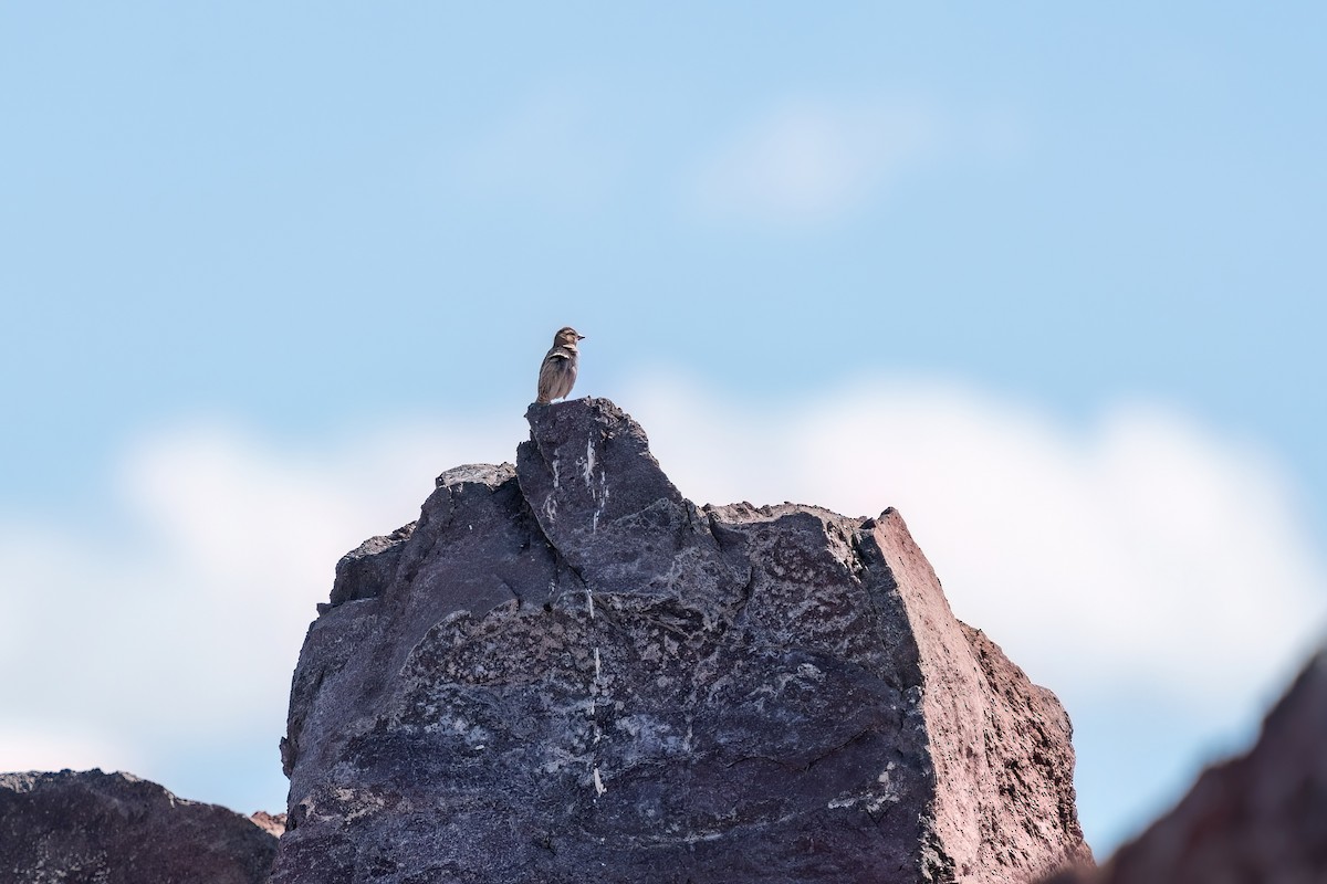 Rock Sparrow - ML637265046