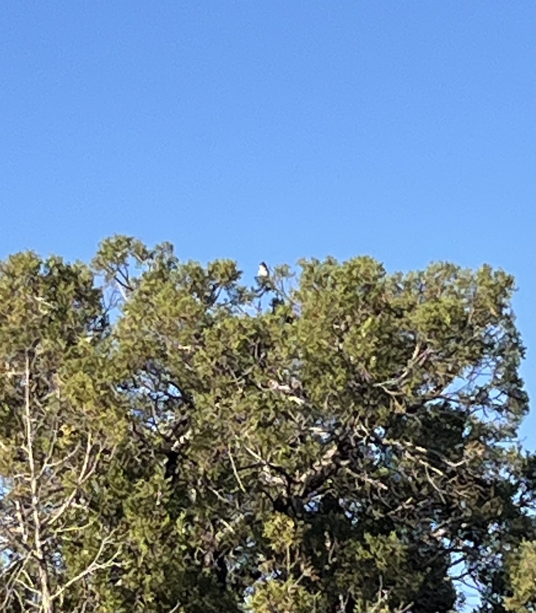 Gray Vireo - ML637265047