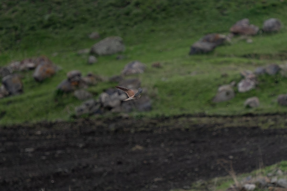 Eurasian Kestrel - ML637265155