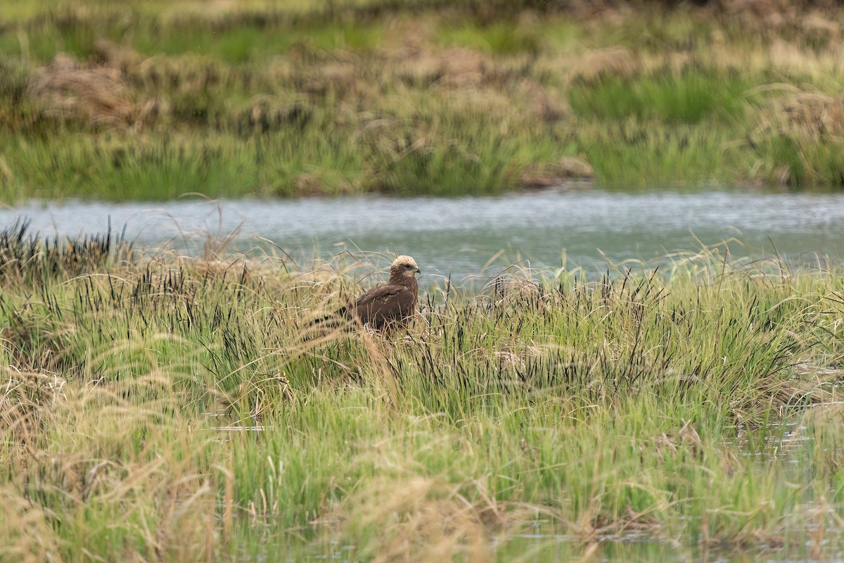 Western Marsh Harrier - ML637265162