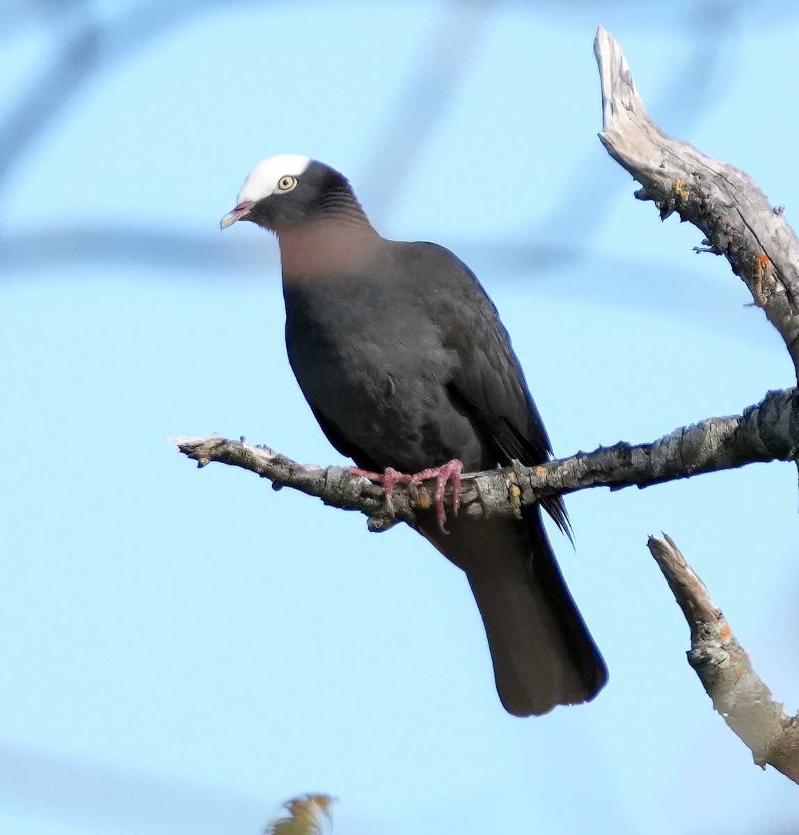 White-crowned Pigeon - ML637265172