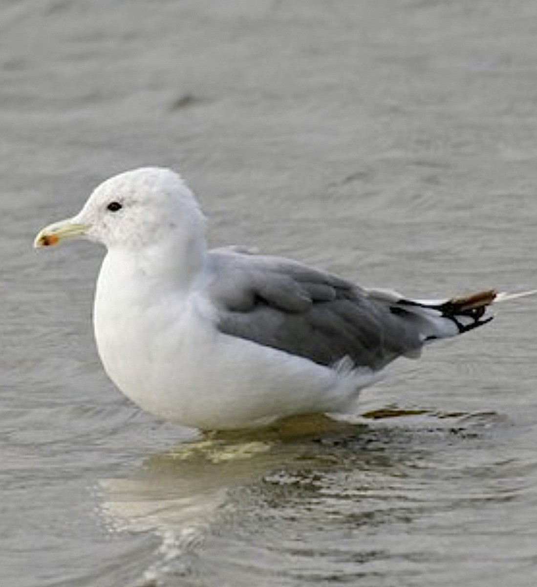 California Gull (californicus) - ML637265274
