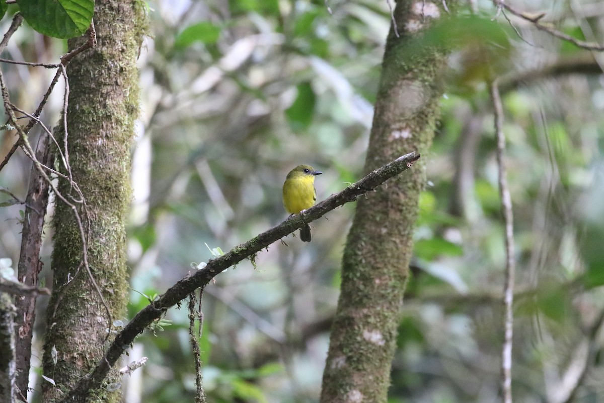 Bornean Whistler - ML637265388
