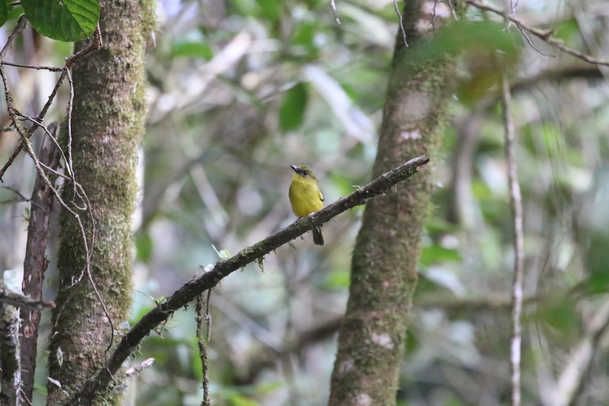 Bornean Whistler - ML637265390
