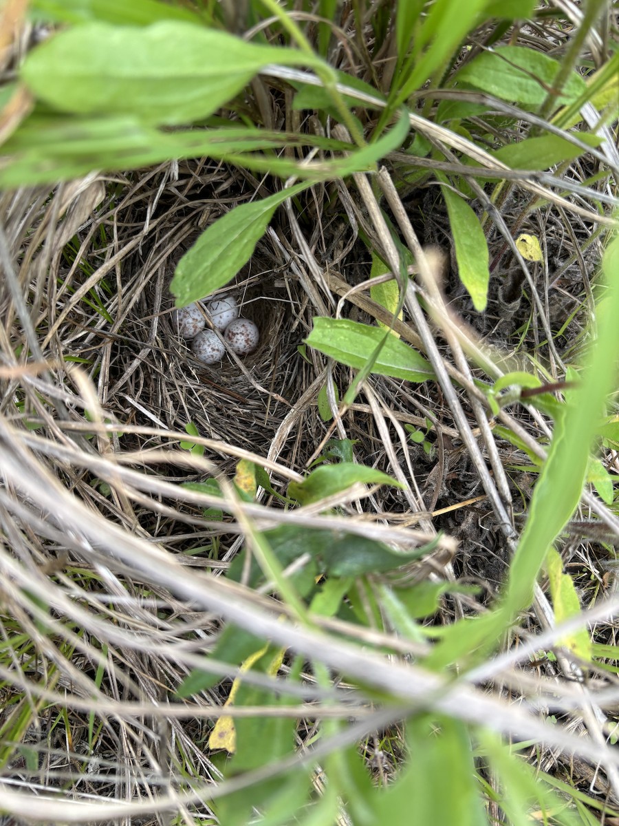 Vesper Sparrow - ML637265408