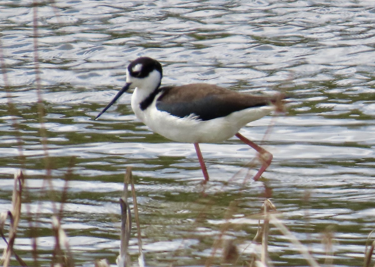 Black-necked Stilt - ML637265447