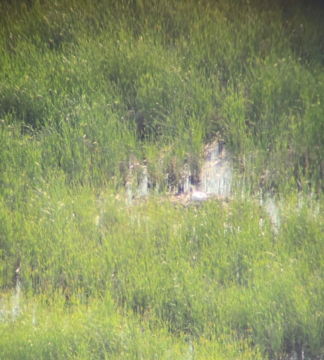 Trumpeter Swan - ML637265467