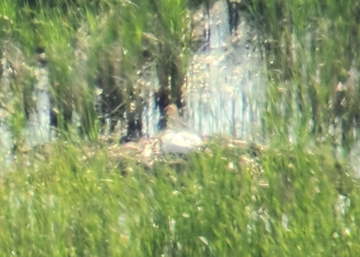 Trumpeter Swan - ML637265476