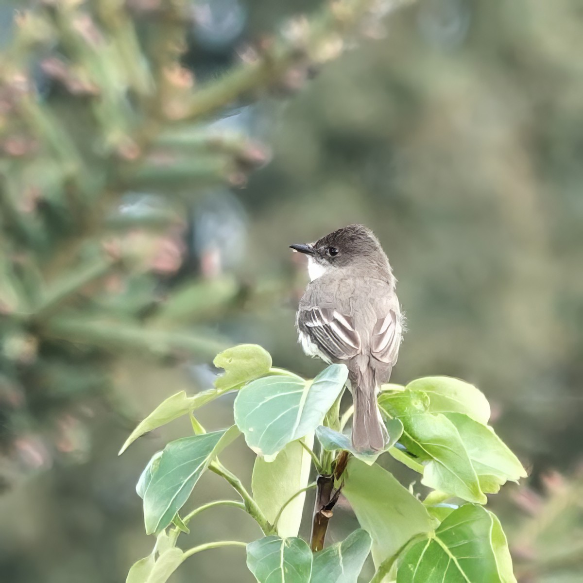 Eastern Phoebe - ML637265506