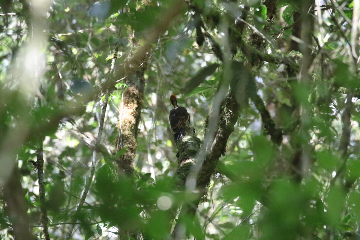 Orange-backed Woodpecker - ML637265527