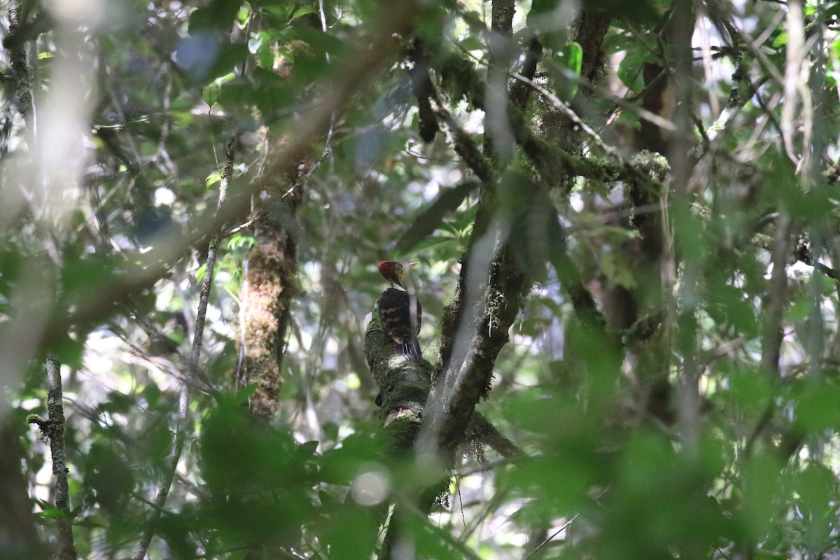 Orange-backed Woodpecker - ML637265528