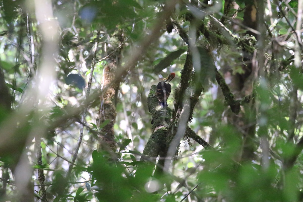 Orange-backed Woodpecker - ML637265529
