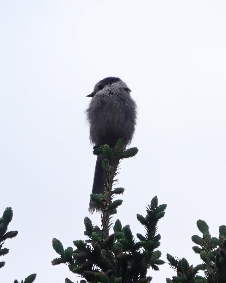 Canada Jay - ML637265536