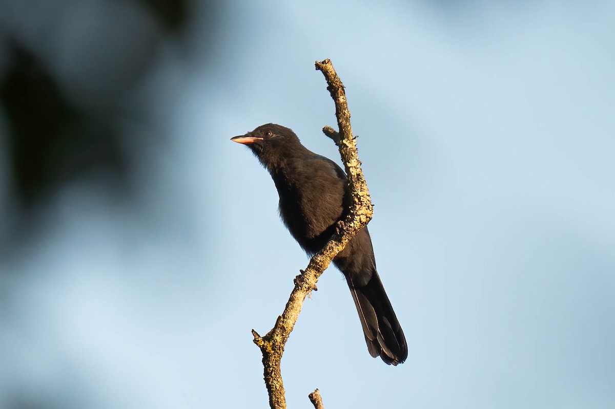 Unicolored Jay - ML637265538