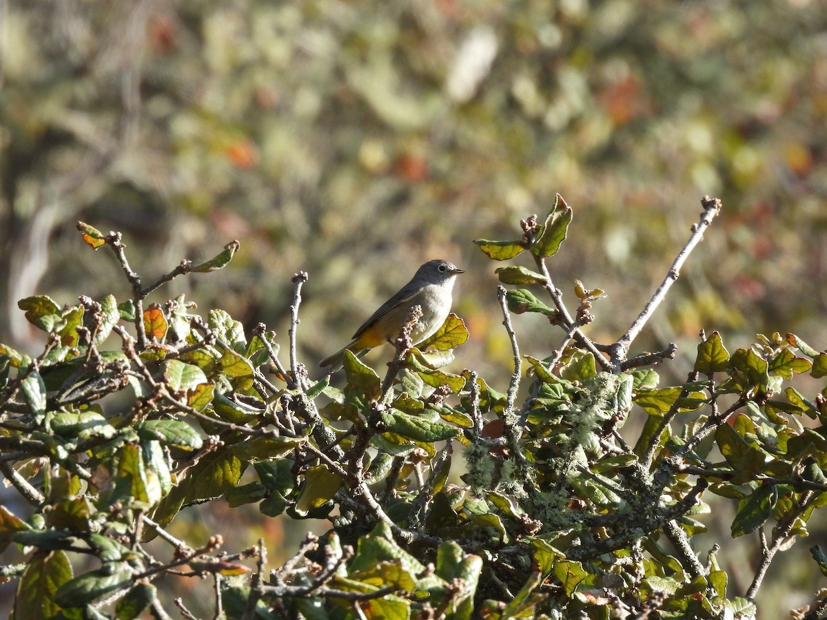 Colima Warbler - ML637265541