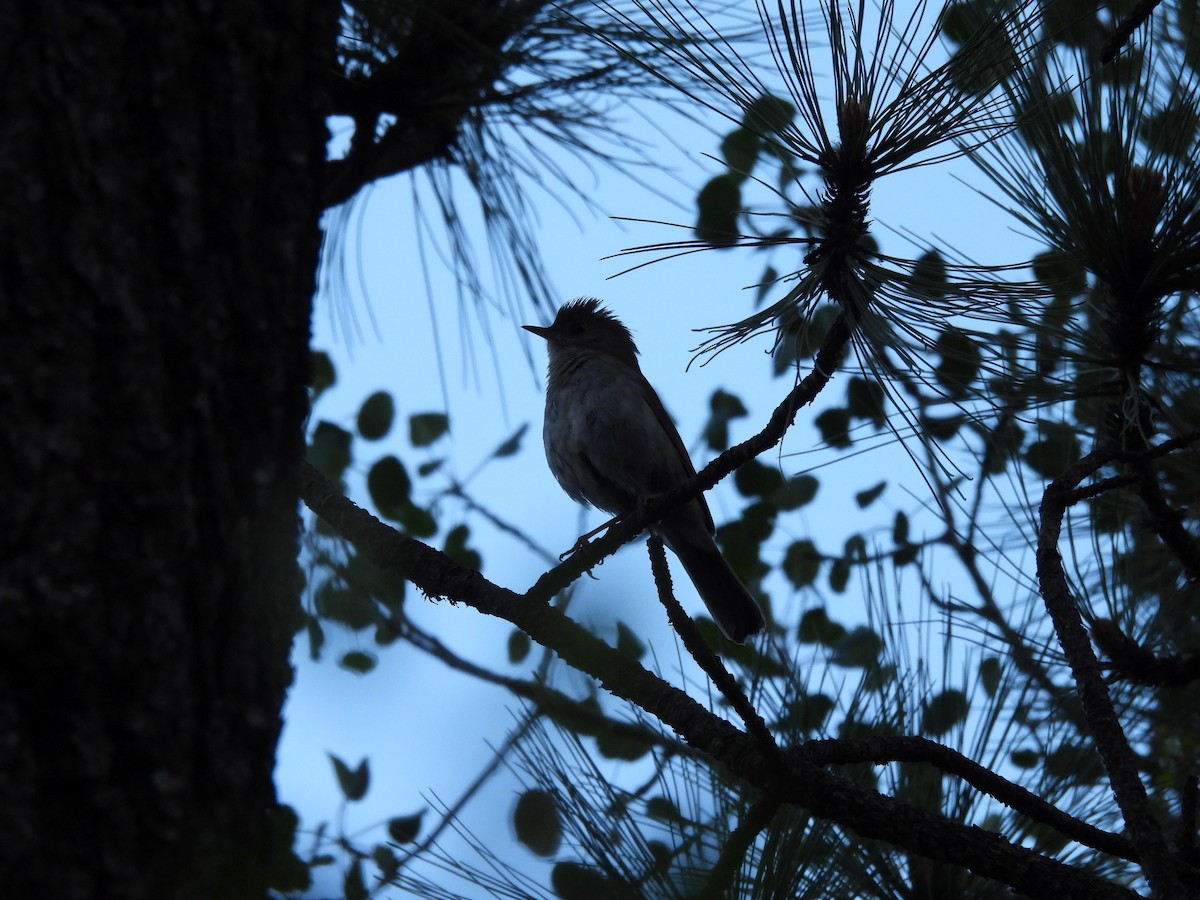 Russet Nightingale-Thrush - ML637265623