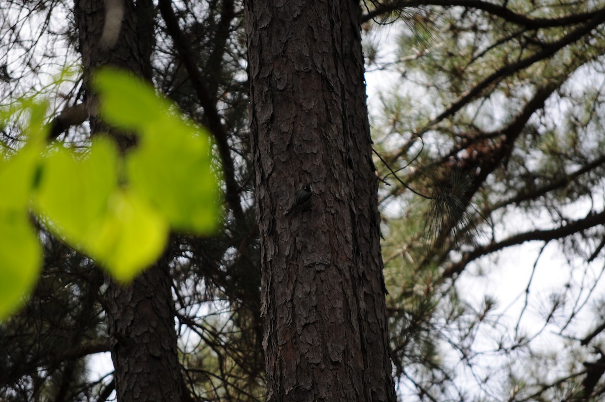 White-breasted Nuthatch - ML637265629