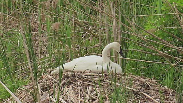 Trumpeter Swan - ML637265631