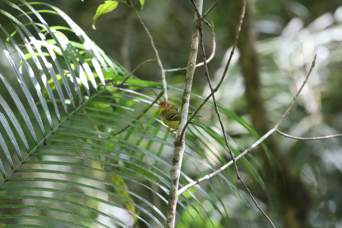 Yellow-breasted Warbler - ML637265633