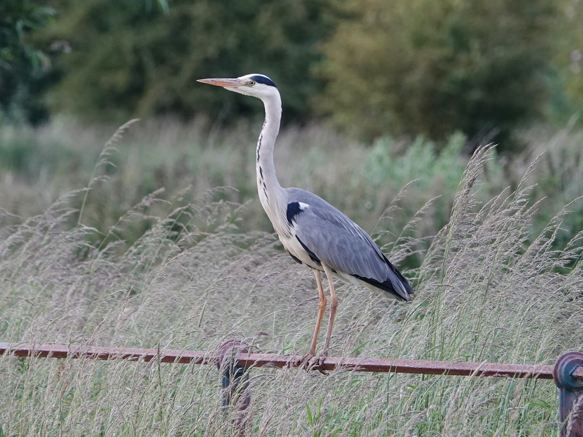 Gray Heron - ML637265663