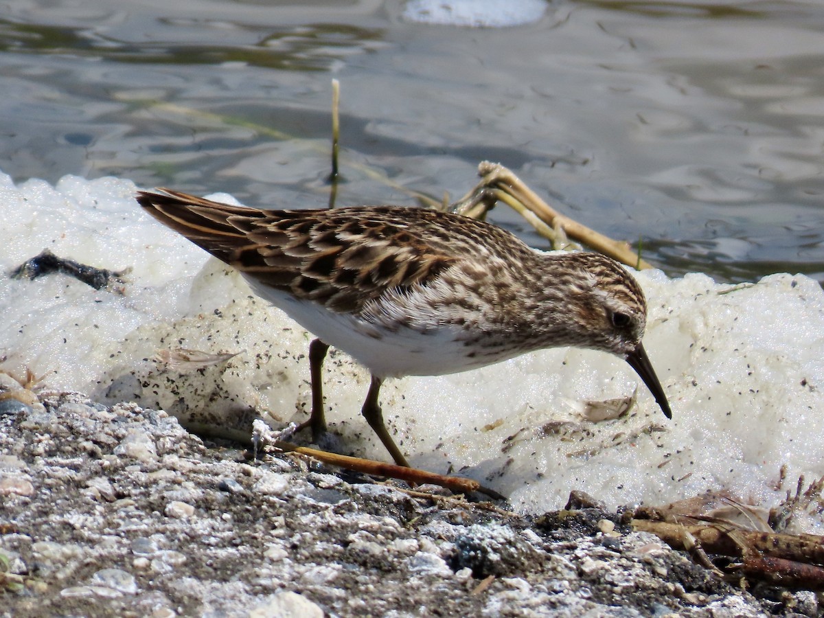 Least Sandpiper - ML637265671