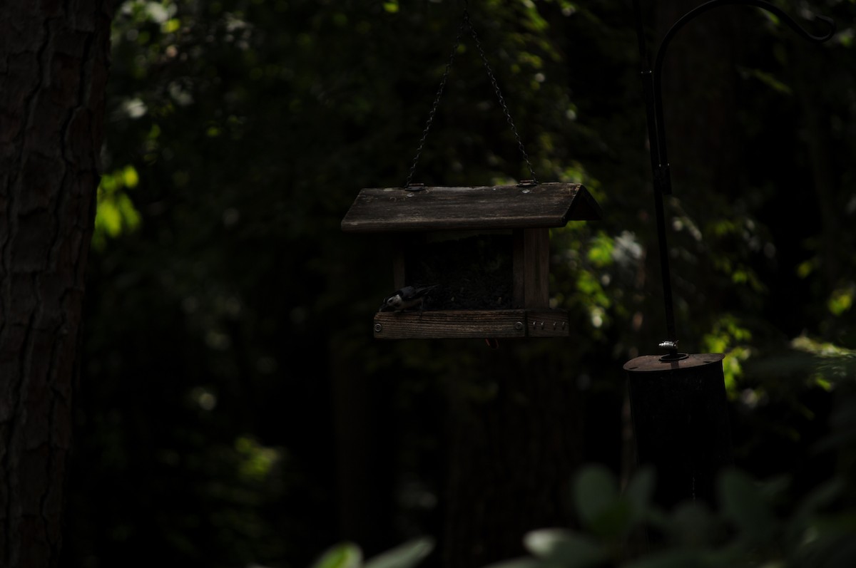 White-breasted Nuthatch - ML637265674