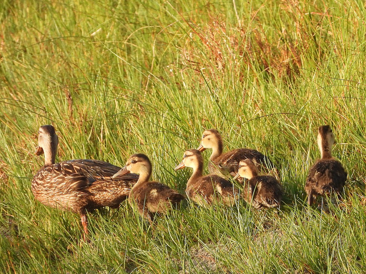 Mottled Duck - ML637265698