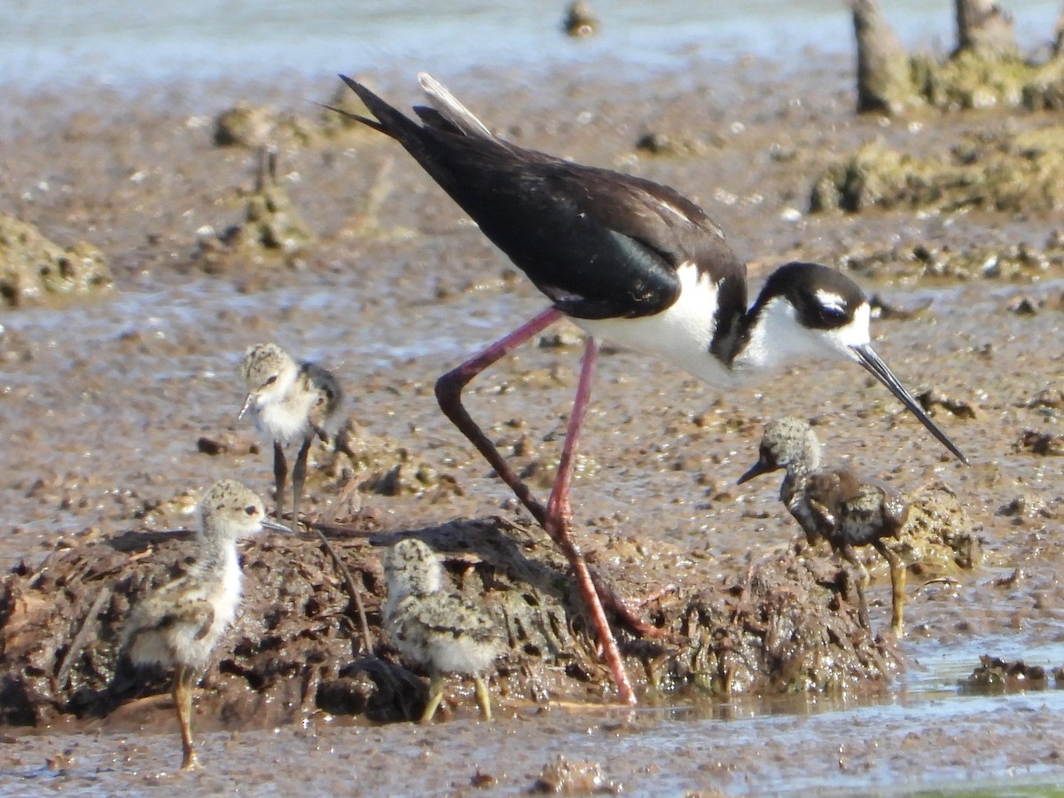 Black-necked Stilt - ML637265720