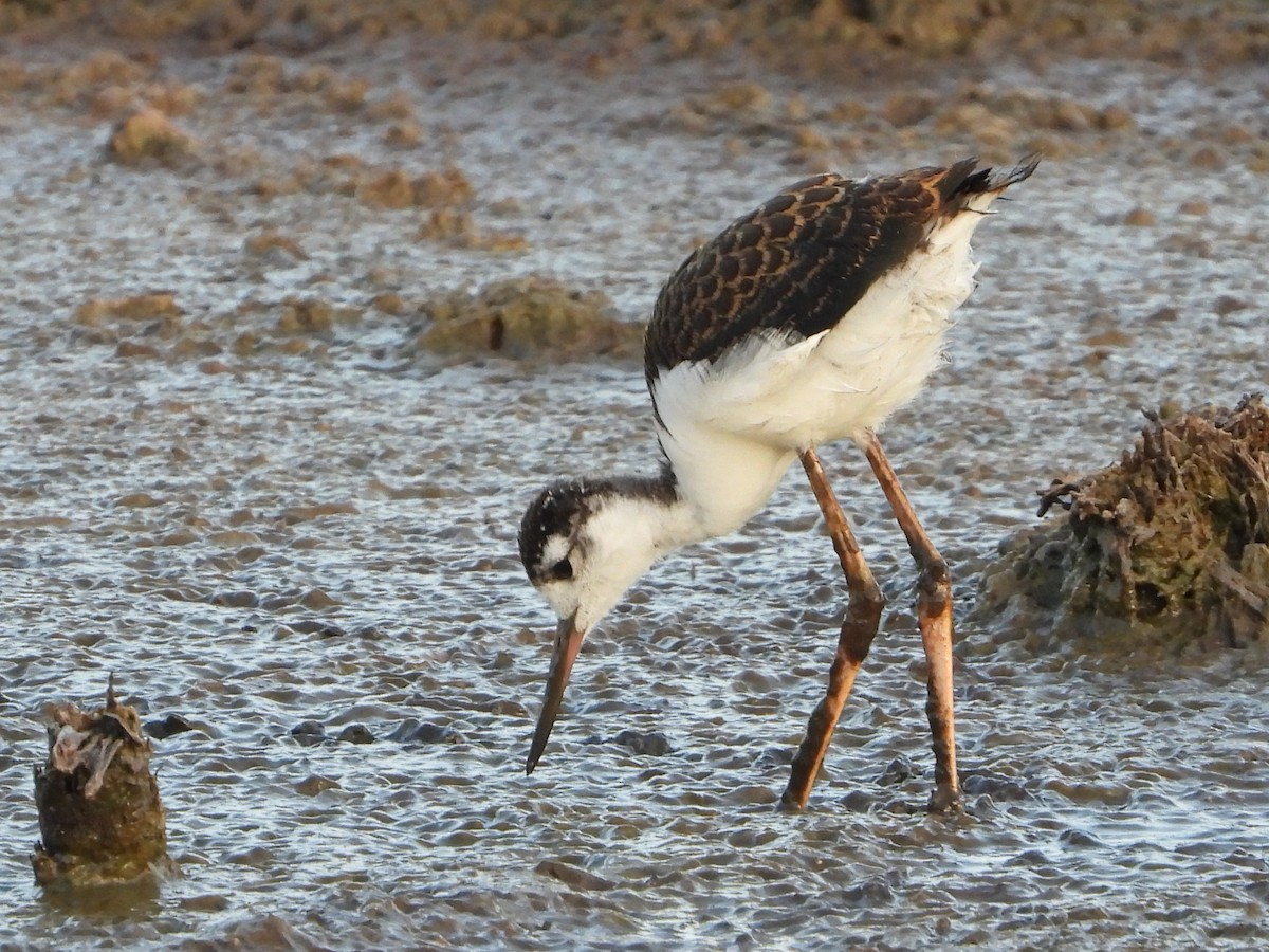 Black-necked Stilt - ML637265722