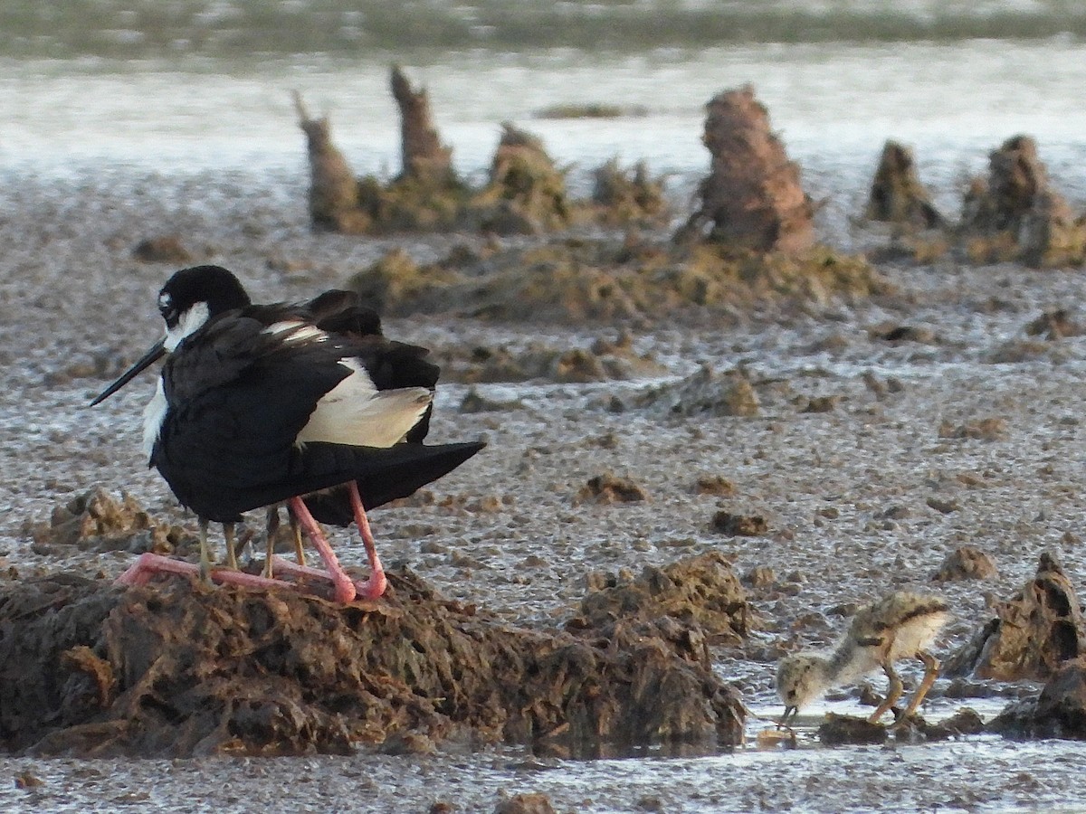 Black-necked Stilt - ML637265723