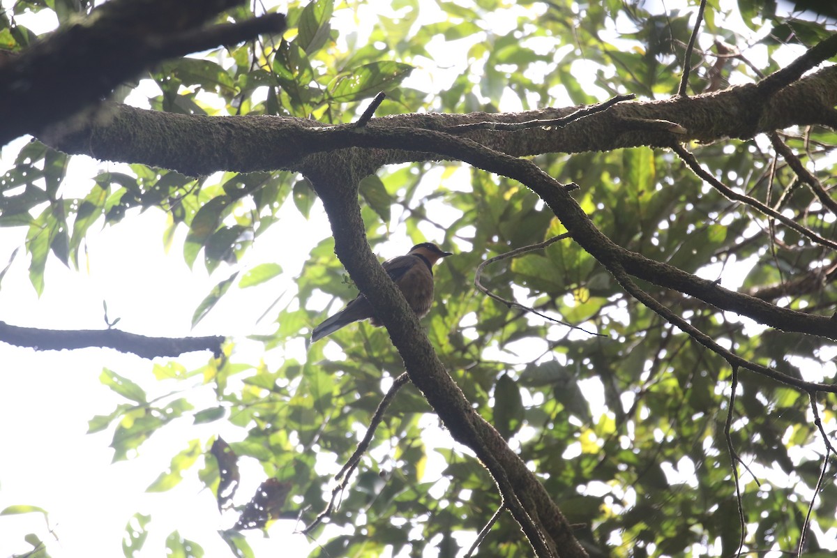 Fruit-hunter - ML637265764