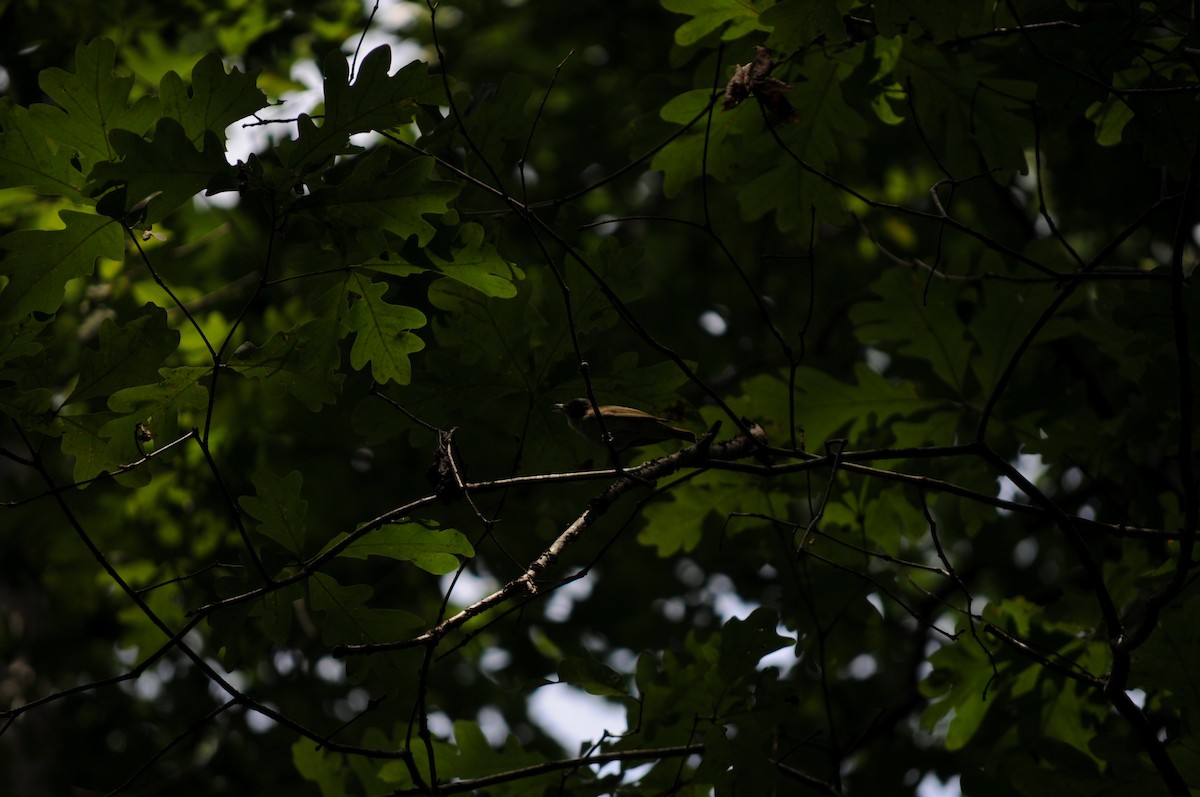 Red-eyed Vireo - ML637265771