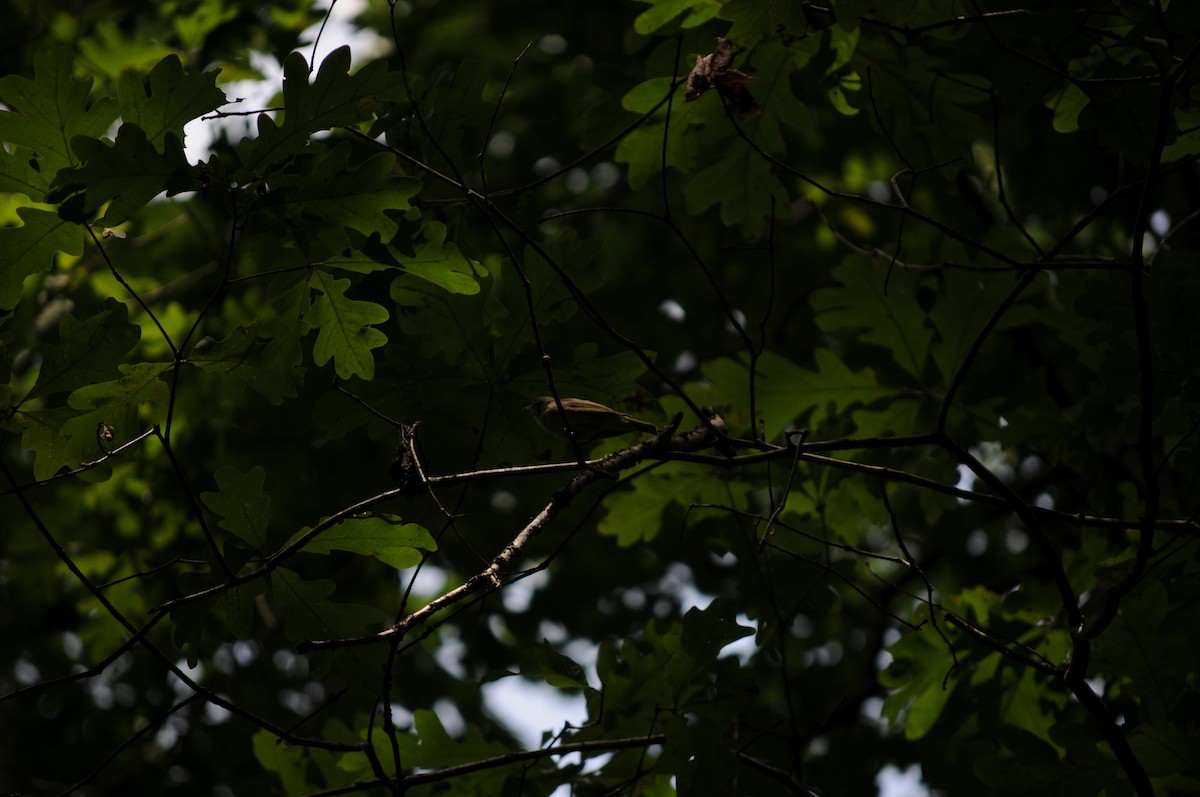 Vireo Ojirrojo - ML637265799