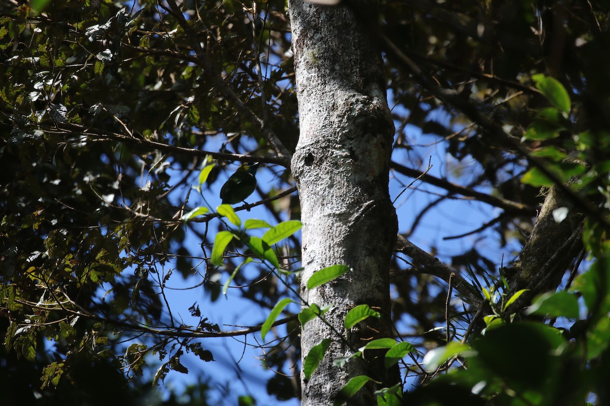Golden-naped Barbet - ML637265803