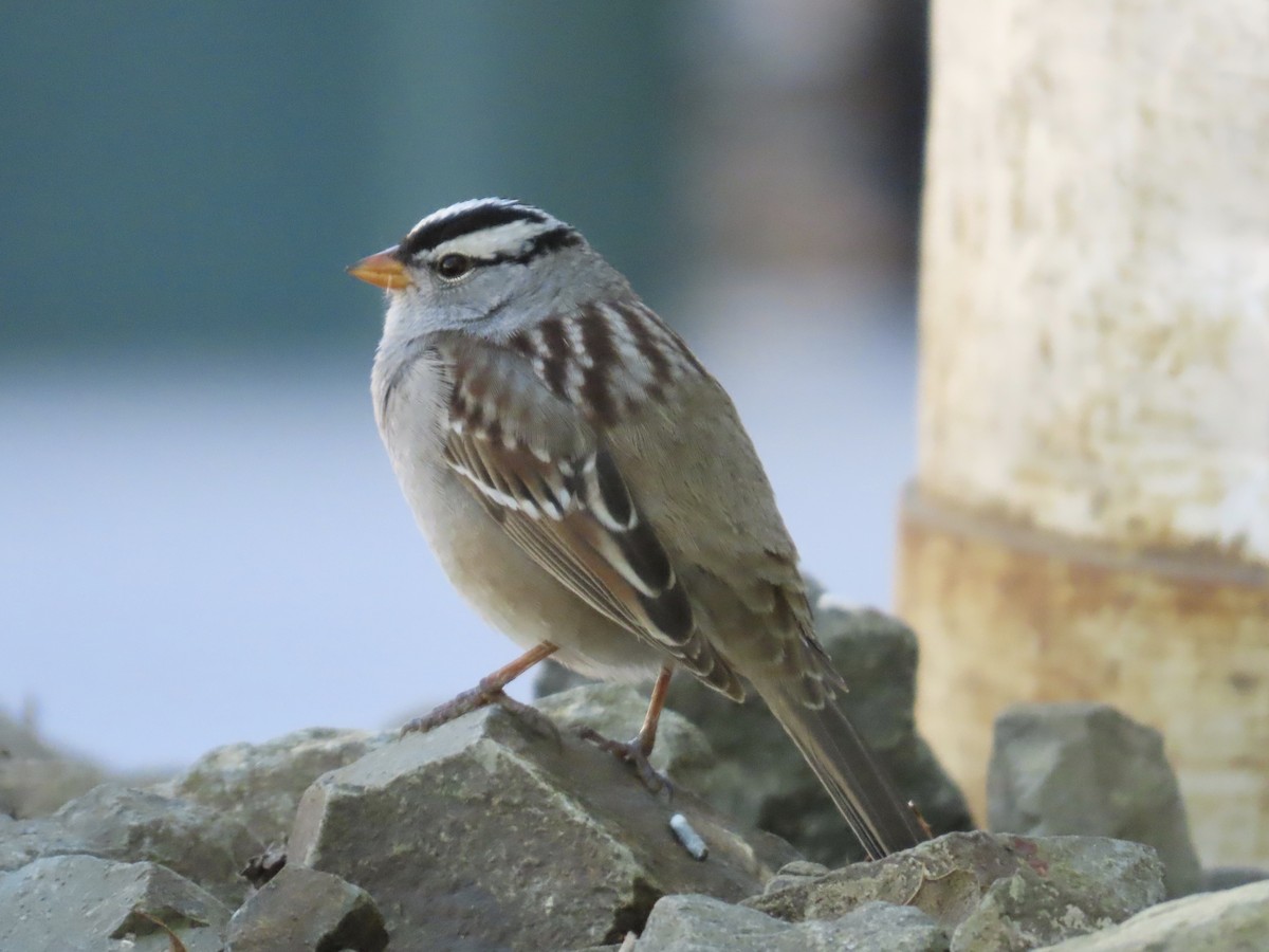 White-crowned Sparrow - ML637265847