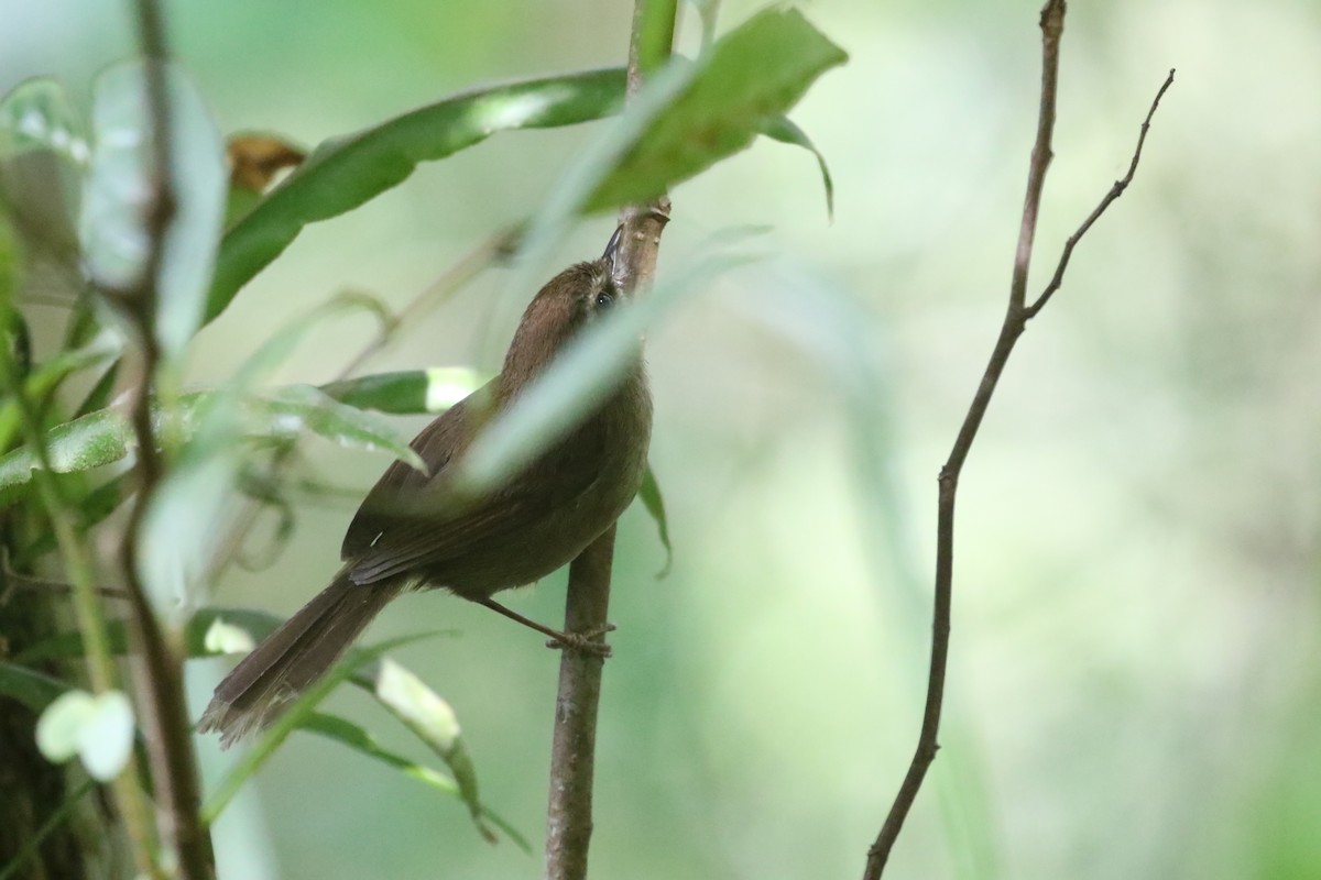 Aberrant Bush Warbler (Sunda) - ML637265849