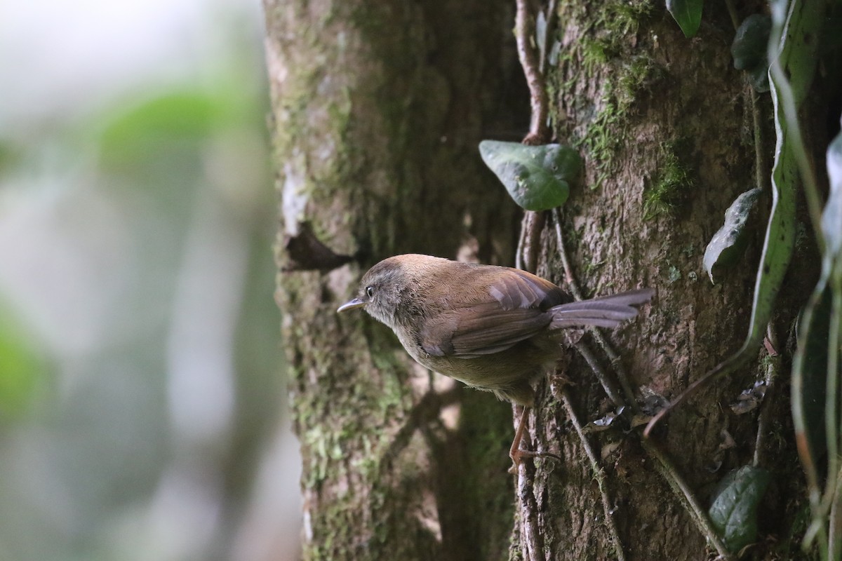 Aberrant Bush Warbler (Sunda) - ML637265850