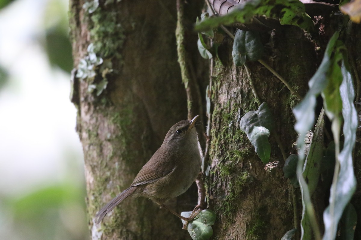 Aberrant Bush Warbler (Sunda) - ML637265851