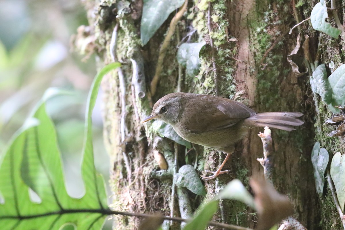 Aberrant Bush Warbler (Sunda) - ML637265853