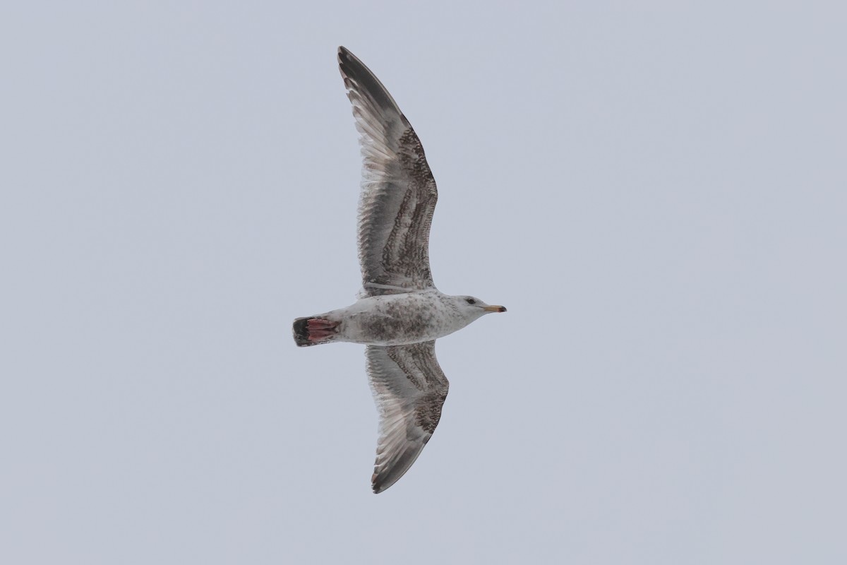 Vega Gull - ML637265877