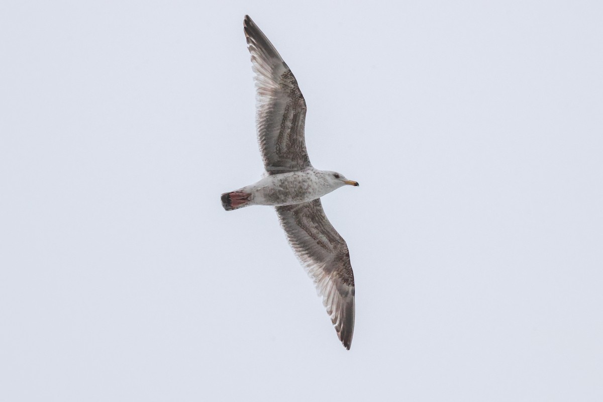 Vega Gull - ML637265878