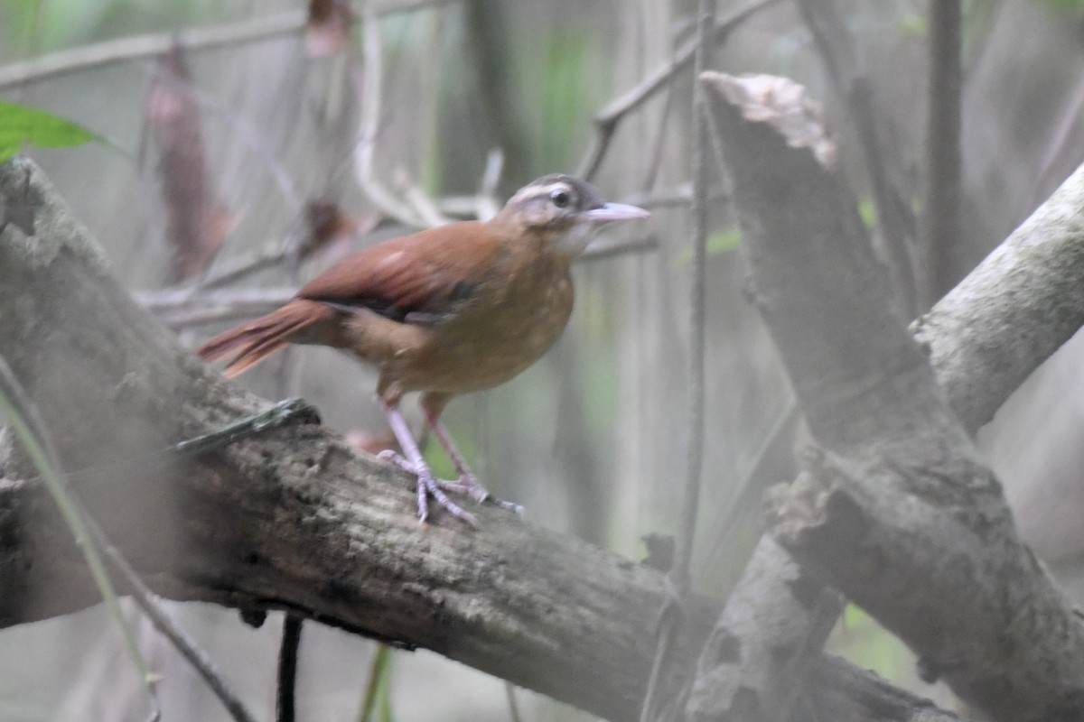 Pale-billed Hornero - ML637265912