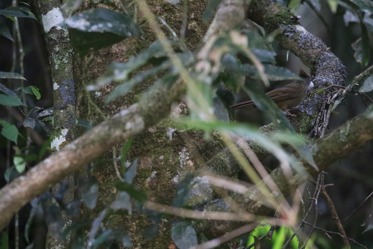 Penan Bulbul - ML637265931