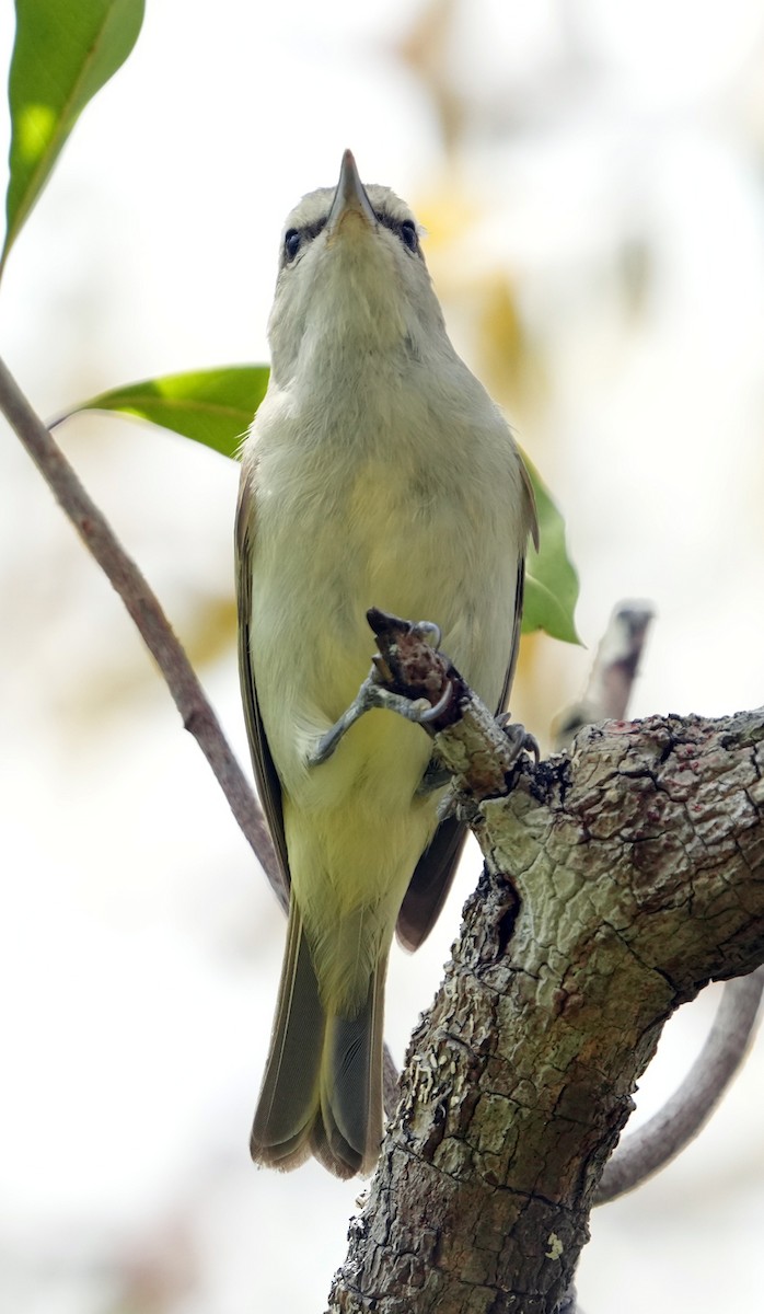 Yucatan Vireo - ML637265951