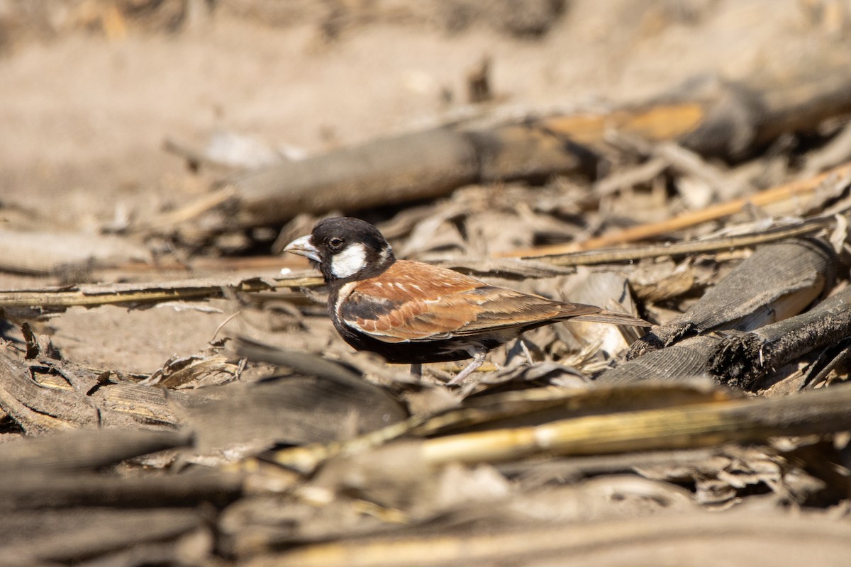 Chestnut-backed Sparrow-Lark - ML637265979