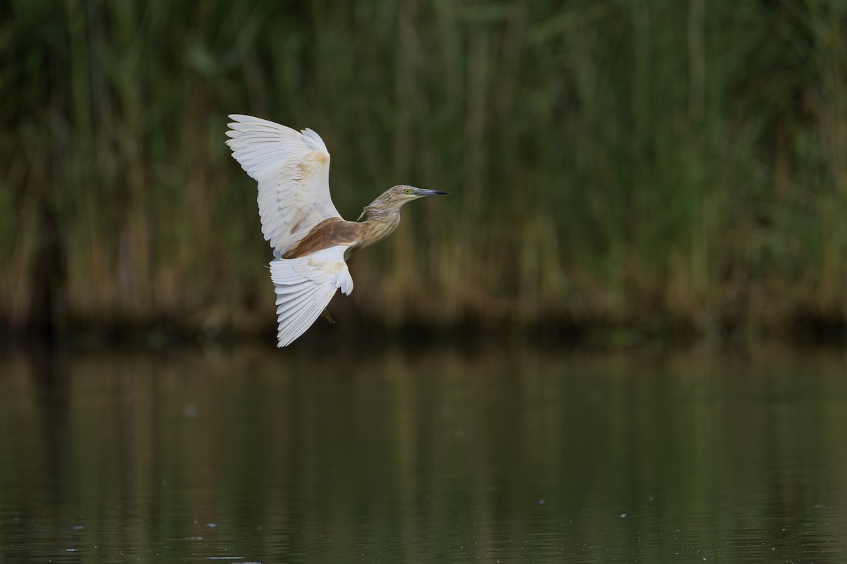 Squacco Heron - ML637265984