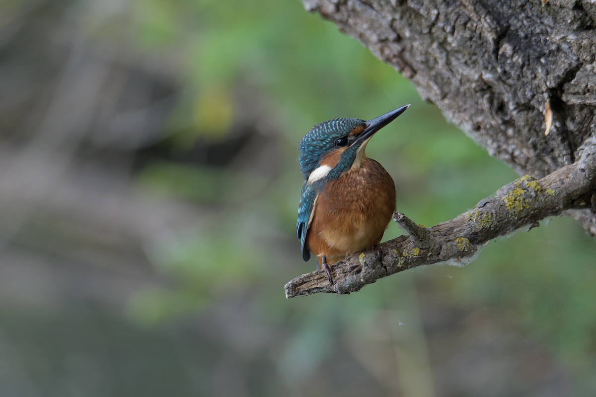 Common Kingfisher - ML637266010